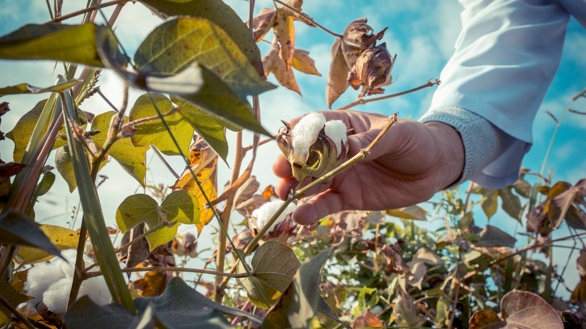 Fairtrade, Organic & Regenerative Cotton Textiles