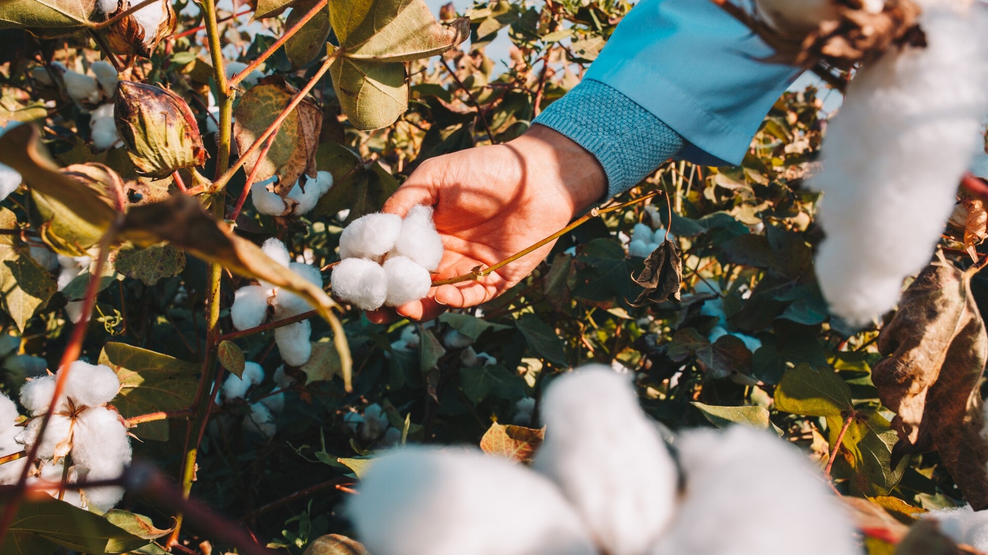Fairtrade, Organic & Regenerative Cotton Textiles